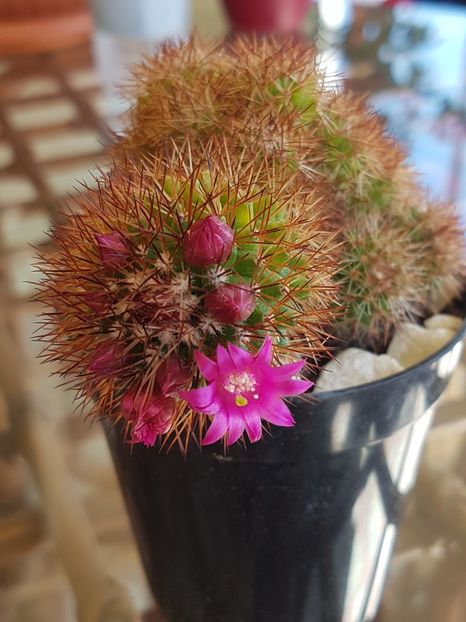 Mammillaria spinosissima - Cactusi si plante suculente 2017-2018-2019