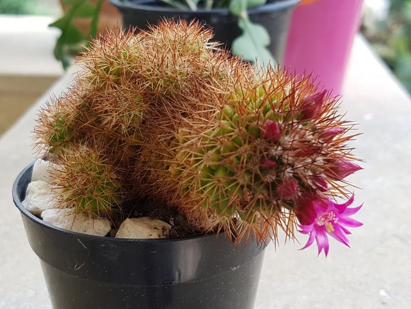  - Cactusi si plante suculente 2017-2018-2019