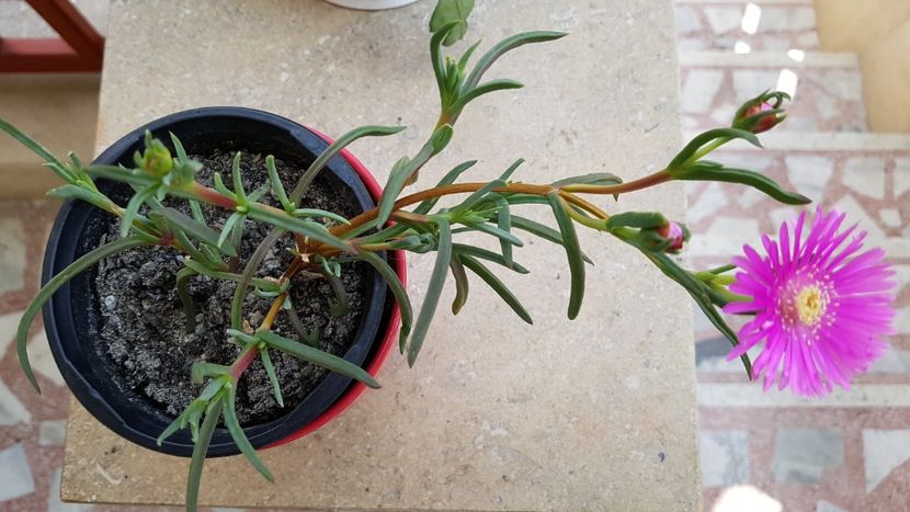 Lampranthus - Cactusi si plante suculente 2017-2018-2019