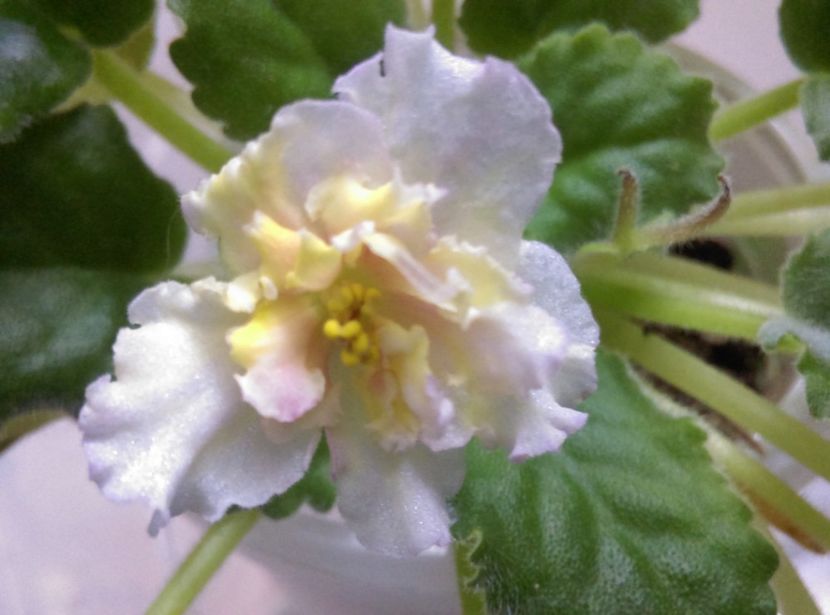  - Ajohn s Fruit Cocktail de la AM