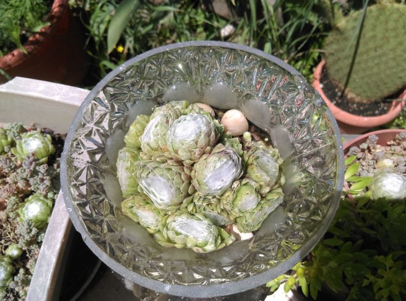  - Cactusi si suculente 2018