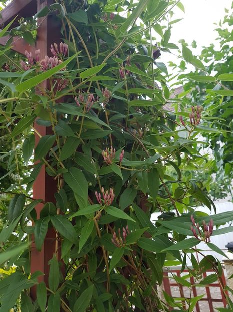 Lonicera roz-mov - Conifere si arbusti