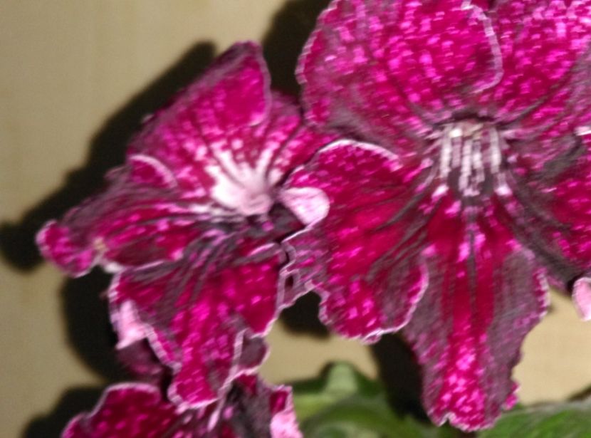  - Streptocarpusi 2018