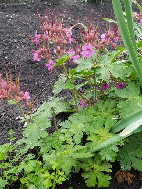 Geranium - Mai 2018