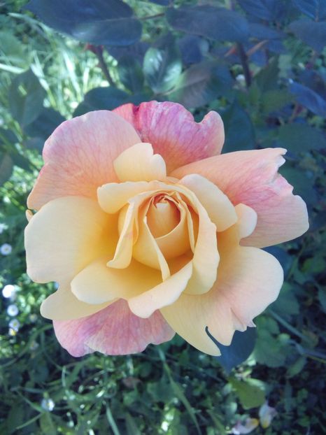  - TRANDAFIRI 2017_2018