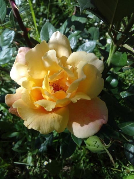  - TRANDAFIRI 2017_2018