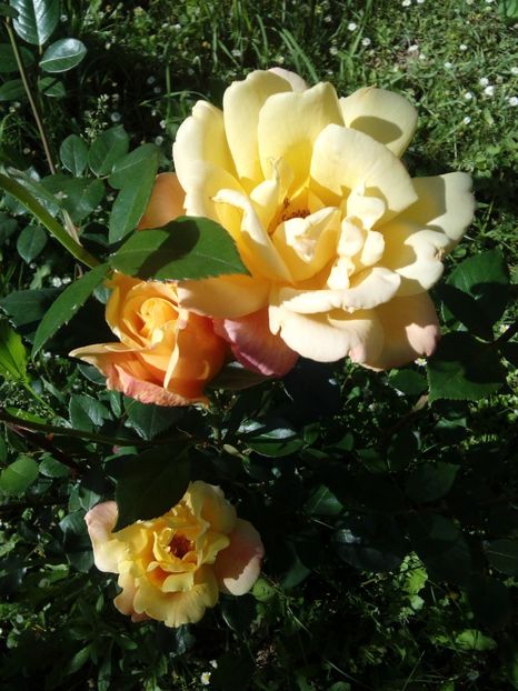  - TRANDAFIRI 2017_2018