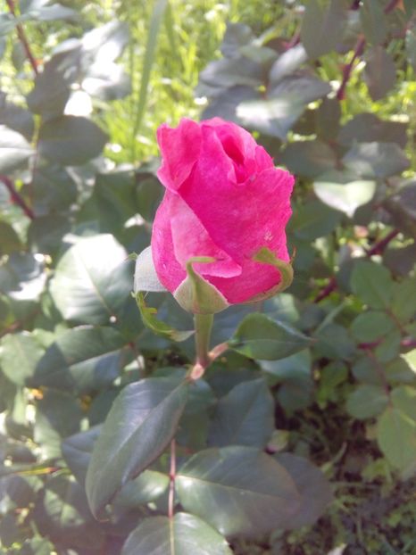  - TRANDAFIRI 2017_2018