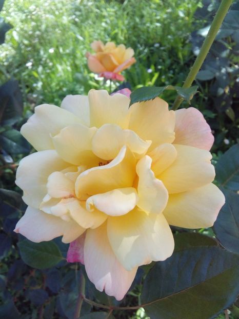  - TRANDAFIRI 2017_2018