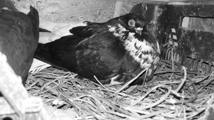  - 6-Negru Codalb Romanesc