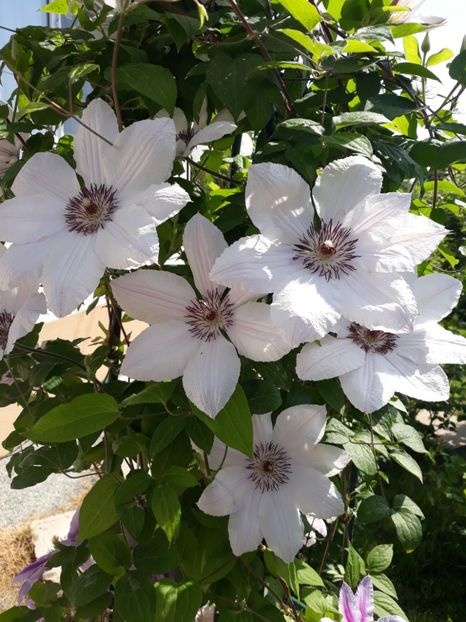  - 2018 clematis