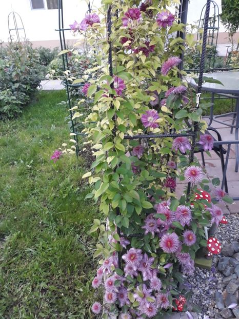  - 2018 clematis