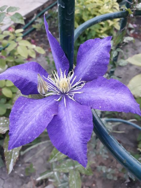  - 2018 clematis