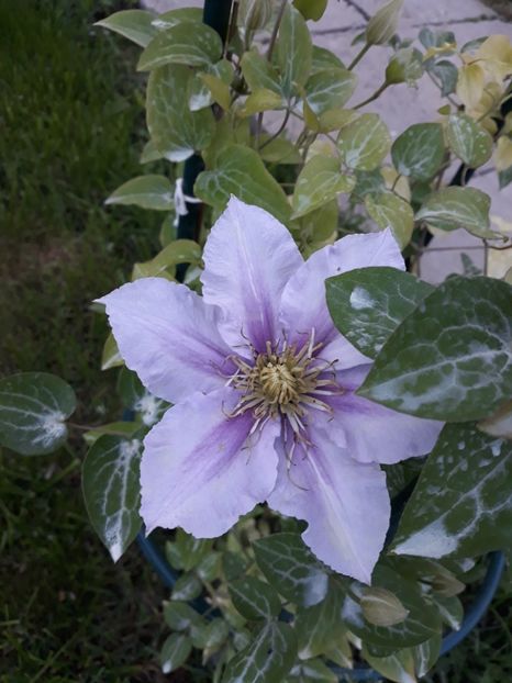  - 2018 clematis
