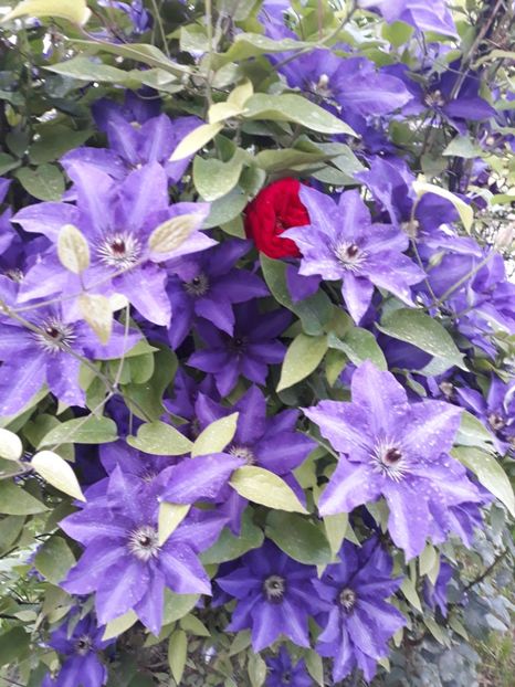  - 2018 clematis
