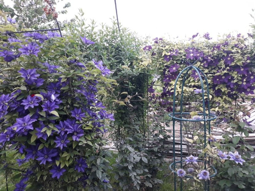  - 2018 clematis