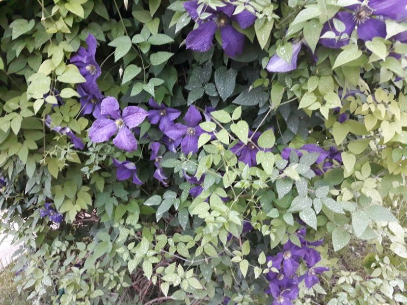  - 2018 clematis