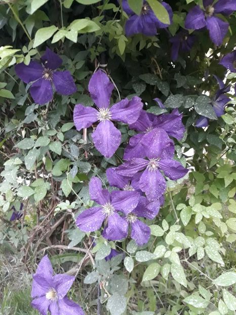  - 2018 clematis