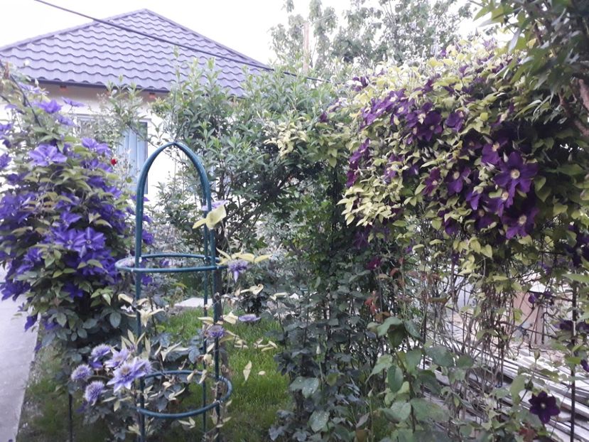  - 2018 clematis
