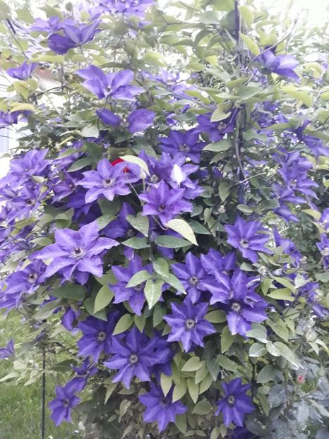  - 2018 clematis
