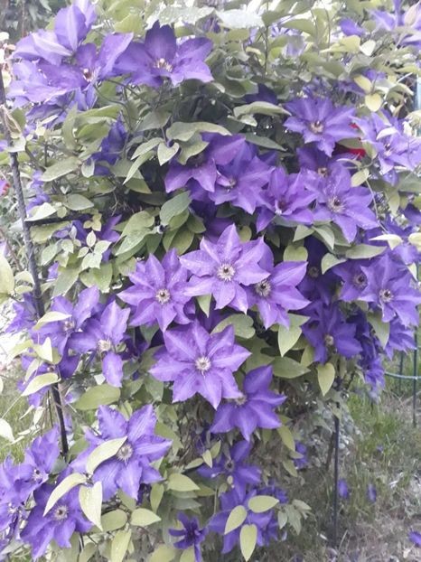  - 2018 clematis