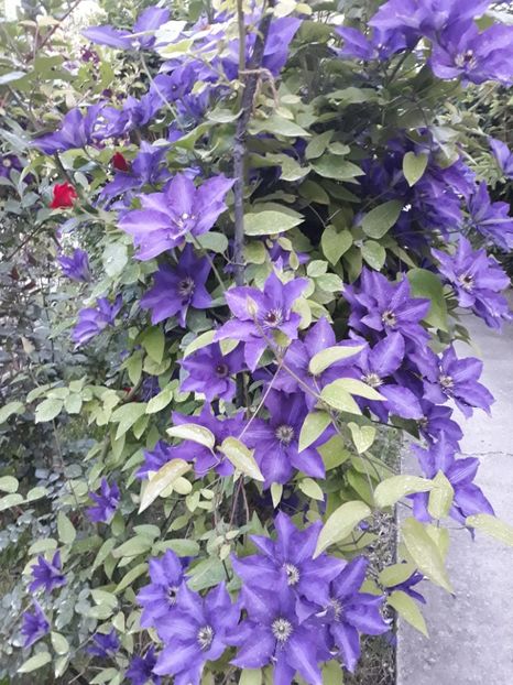  - 2018 clematis