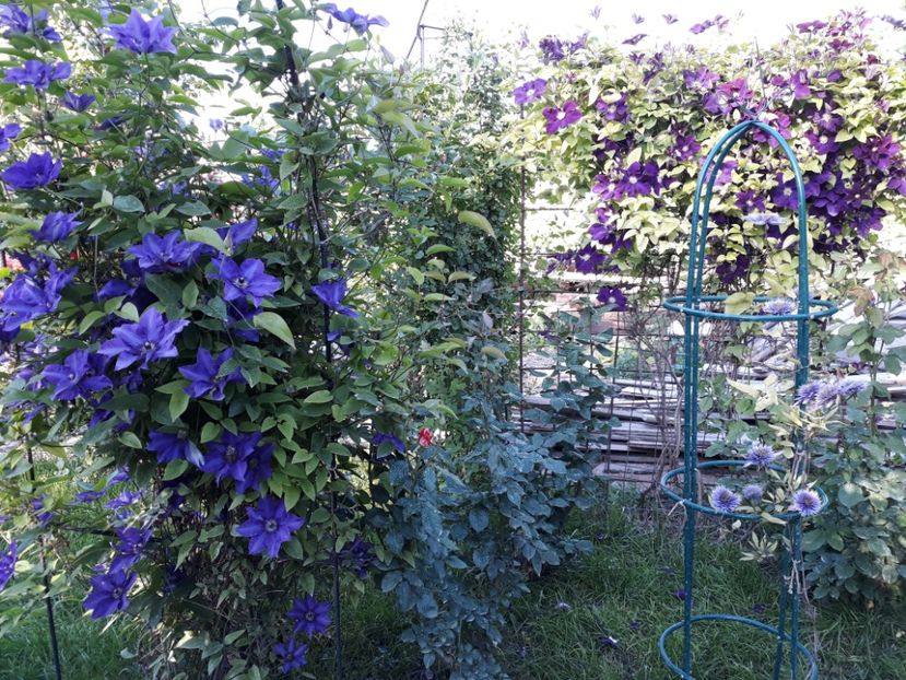  - 2018 clematis