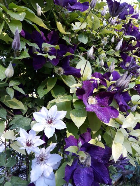  - 2018 clematis