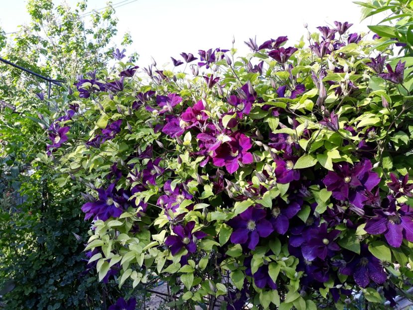 - 2018 clematis