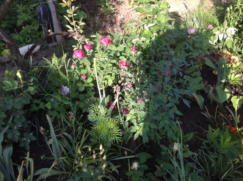  - Baron Girod de L ain