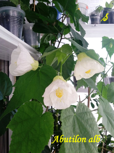 Abutilon alb(23-05-2018) - Abutiloni 2018