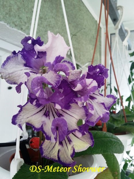 DS-Meteor Shower(23-05-2018) - Streptocarpusi 2018