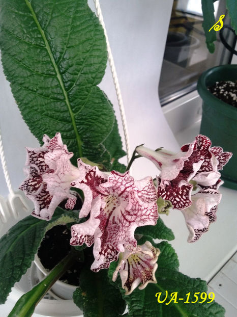 UA-1599(23-05-2018) - Streptocarpusi 2018