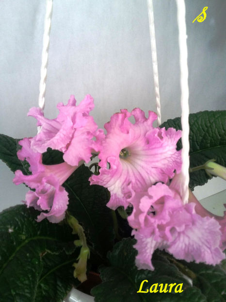 Laura(23-05-2018) - Streptocarpusi 2018