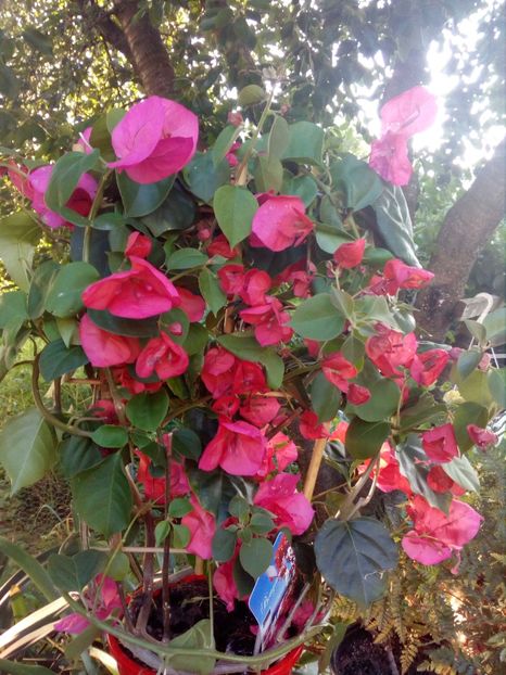 bougainvillea - Achizitii