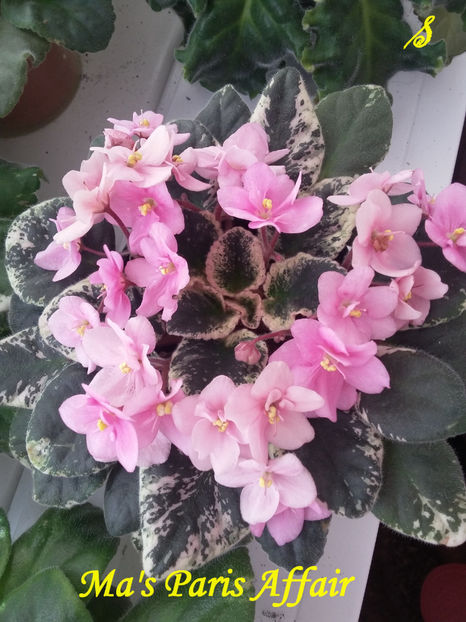 Ma s Paris Affair(23-05-2018) - Violete 2018