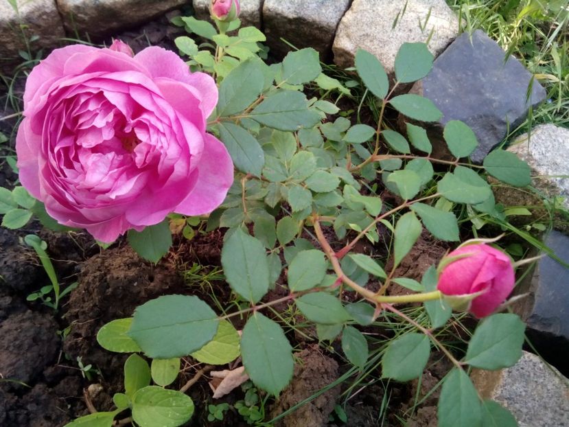  - Englezesc neidentificat-Gertrude Gekyll