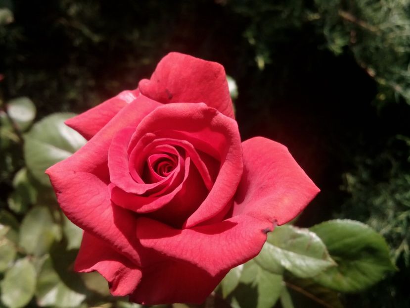  - Necunoscut alt no name