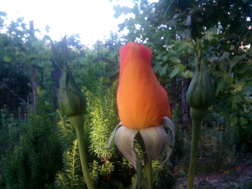  - Remy Martin- Cel mai frumos!
