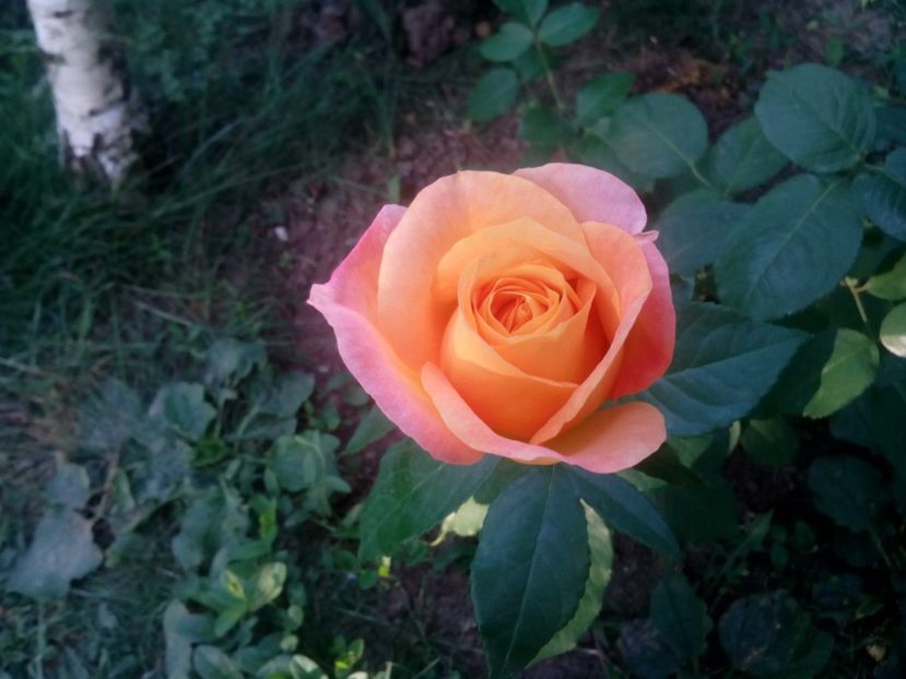  - Remy Martin- Cel mai frumos!
