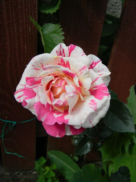 Vanille fraise - Trandafiri urcatori 2018