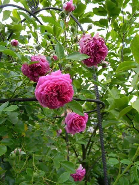  - Trandafiri urcatori 2018