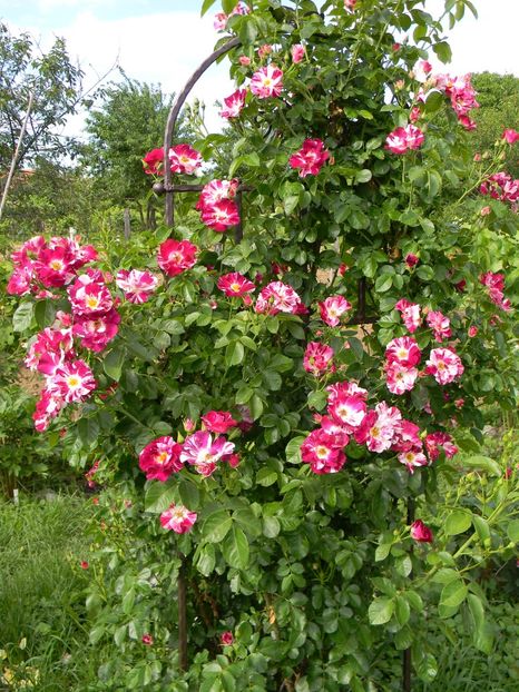  - Trandafiri urcatori 2018