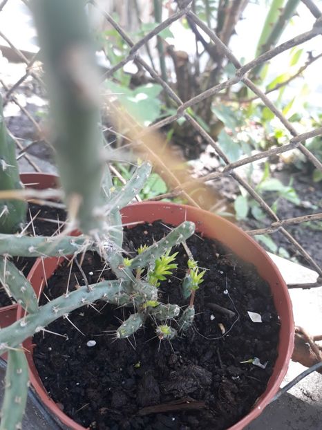 Cactus cylindropuntia - Plantutele mele