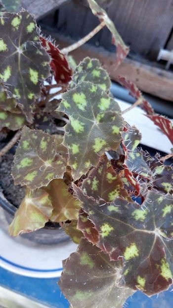 Begonia tiger - Plantutele mele