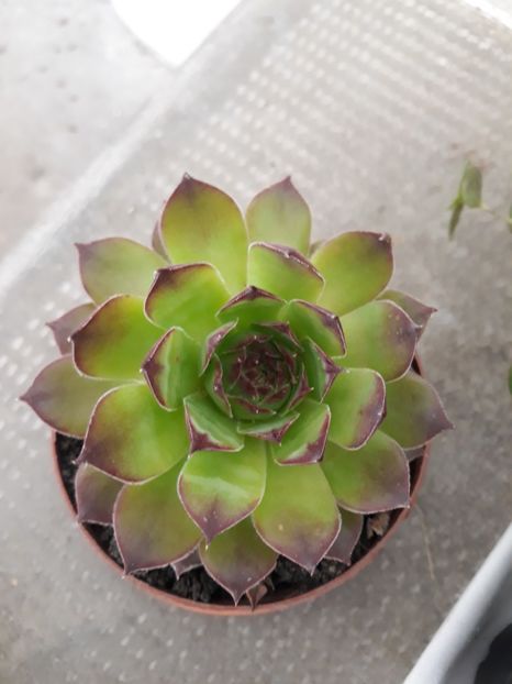 Sempervivum - Plantutele mele