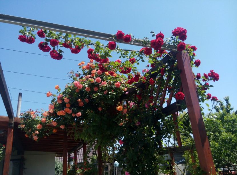 2018-23 mai - gradina 2018
