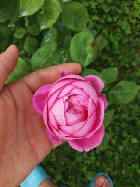 2016 - Comtesse Cecile de Chabrillant