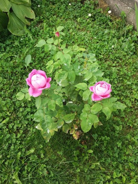 IMG-20180523-WA0011 - Comtesse Cecile de Chabrillant