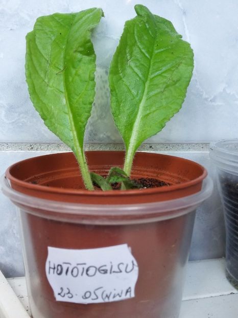 Hototogisu - Streptocarpusi 2018